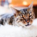 猫の『声に異変』があるときに考えられる原因4つ　病院に連れて行くべき？…