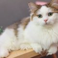 マンチカンの目の色は何色？種類や毛色との関係、青い目・オッドアイも解説