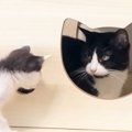先住猫と仲良くなりたい子猫→何度近づいても拒否されて…思わず応援したく…