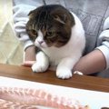 美味しそうだにゃ〜！大きなお刺身に興味津々の親子猫さん