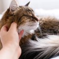『人に懐きやすい』と言われている猫種3選　甘えん坊な猫たちの魅力や…