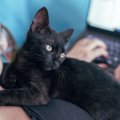 猫が飼い主の傍から離れない理由3つ！それぞれで「求められていること…