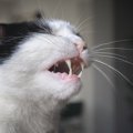 猫の『ヒゲを切ってはいけない」4つの理由　どんな役割があるの？起こりう…