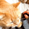 朝、赤ちゃんのお世話をするママ→猫が久しぶりに膝の上へ乗ってきて……