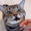 海苔を食べたら口の裏にくっついてしまった猫→「表情がアニメすぎる」…