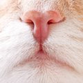 猫の『鼻血』はトラブルのサイン？疑うべき3つの病気　思っているより…