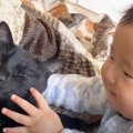 力加減が分からない赤ちゃんのなでなでに、兄猫が…思わず頰が緩む『優…