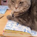 ノートの上に乗って『作業を邪魔してきた猫』に……「試したいｗ」「素晴ら…