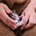 生後1日、気温30度の中『ビニール袋に入れられ捨てられた子猫』を保護…