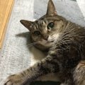 猫種クイズ！〜初級編〜あなたはどのくらい知っている？