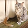 目の前でしっぽがゆらゆら…向上した猫ちゃんのスルースキル