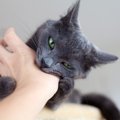 猫がいきなり『噛みついてきた』ときの原因4選　ガブっとされたときの…