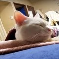 布団も必須！広いベッドが大好きな猫ちゃん♪