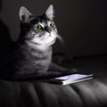 猫が主役の面白スマホアプリ！おすすめ3選☆