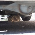 猫の飼い主さんに起きがちな『近隣トラブル』5選　外に出さないから大…