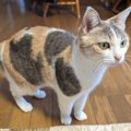 「1回漂白した？」淡い毛色が美しいパステルカラーの三毛猫さんに大注…