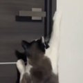 出張中のパパの部屋の前で『鳴き続けていた猫』→服を渡してみたら…可愛す…