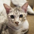 猫は意外と分かってる！猫が喜ぶ言葉ベスト５