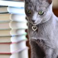 【獣医師監修】ロシアンブルーの毛色は1種類？ブルーの特徴や白・黒の猫に…