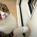 「開けてニャー！！」仕事部屋を開けてほしい猫さん