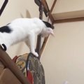 『夜中の２時に三味線の音が聞こえる』と思ったら、猫が…まさかの光景…