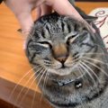 『猫だけが迎えにきて柴犬がこないと思ったら…』まさかの光景が面白す…