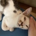 猫が飼い主に『甘えてくるとき』の心理３つ