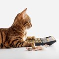 猫との暮らしをサポートしてくれる「助成金」3選　飼い主さんを助ける…