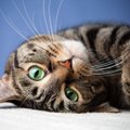 猫と『目が合う頻度が多い』ときの理由3つ　見つめ返してもいいの？正しい…