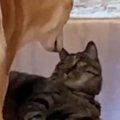 ビビリな柴犬→廊下でくつろいでいる猫のもとに向かうと……『笑ってしま…