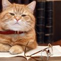 知ってたら猫博士？猫に関する８つのトリビア！