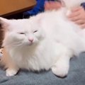 猫が『ケツドラム』をおねだりすると…まさかの表情が可愛すぎると97万…