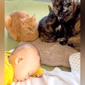 お昼寝する赤ちゃん→３匹のネコが、優しいまなざしで…まるで本当のお姉ち…