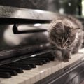 愛称は「ミャウツァルト」♪　ピアノを弾く天才猫は「俳優」としても活…