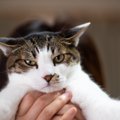 猫をウンザリさせる飼い主の『はた迷惑な振る舞い』３選