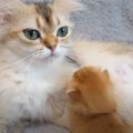 『母猫に抱きしめられた赤ちゃん猫』を見ていると…とんでもなく癒され…