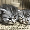 潔癖すぎると飼えないかも？猫のあるある汚損事件３つ