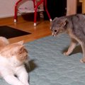 深夜にスイッチが入った猫→同居猫にちょっかいをかけていたら…思わず笑っ…