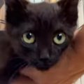 保護された新入り子猫→ケージの中に戻そうとすると…超甘えん坊な『可…
