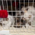 ケージの中にいる『6匹の赤ちゃん猫』→先輩猫が近づいてくると……まさかの…