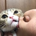 猫がママに『キスされまくった』結果…抵抗する姿がガチすぎて思わず吹…