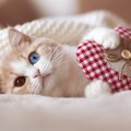 猫の『アニマルセラピー』とは？歴史や猫が持つ不思議な癒やしパワー…