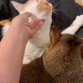 先輩猫を嫉妬させずに『後輩猫を撫でる方法』とは……飼い主が編み出した『…