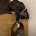 先住猫さんに猫パンチ！？怖いもの知らずの新入り子猫ちゃん！