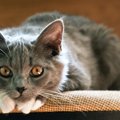 猫が愛情不足を感じる７つのやってはいけない事