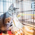 猫の『譲渡会』に行くなら欠かせないマナー3つ　守るべき理由や里親に…