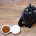 猫の食事を左右する『良い食器・悪い食器』それぞれの特徴3つ