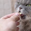 猫の回虫の薬の効果や種類、値段について