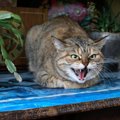 猫にとって『ストレス』になる3つの“天敵”　放っておくと起こり得るトラブ…