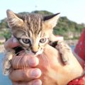 ママとはぐれ2日も鳴き続ける子猫…保護され新たな猫生へ進む！